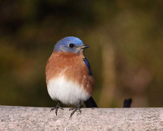 Eastern Bluebird - Male