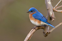 Eastern Bluebird - Male