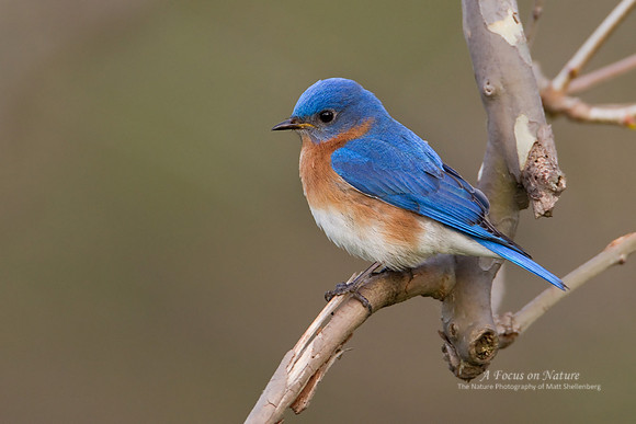 Eastern Bluebird - Male