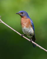Eastern Bluebird - Male