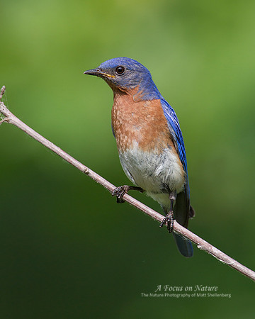 Eastern Bluebird - Male
