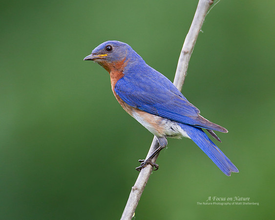 Eastern Bluebird - Male
