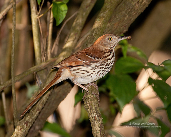 Brown Thrasher
