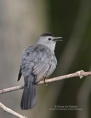 Gray Catbird