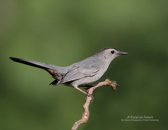 Gray Catbird