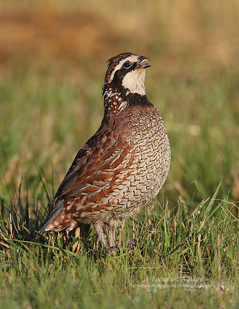 Northern Bobwhite Quail
