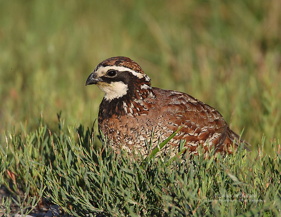 Northern Bobwhite Quail