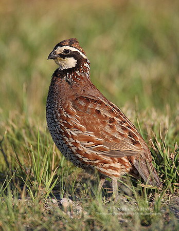 Northern Bobwhite Quail