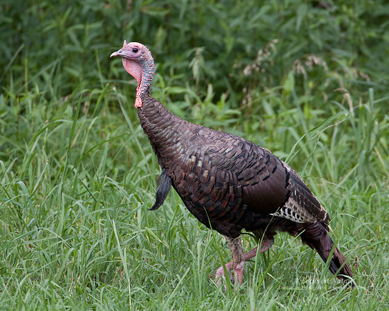 Wild Turkey