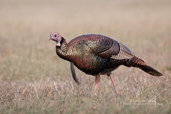 Wild Turkey