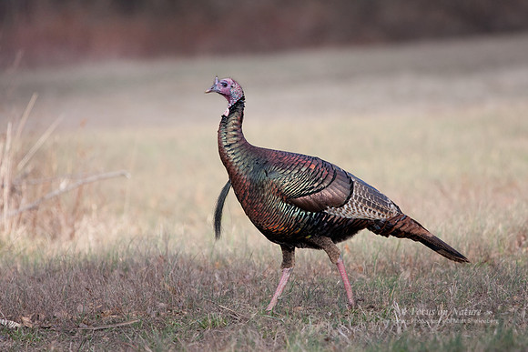 Wild Turkey