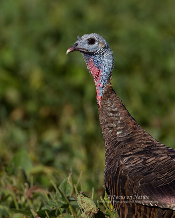 Wild Turkey