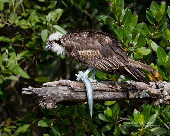 Osprey