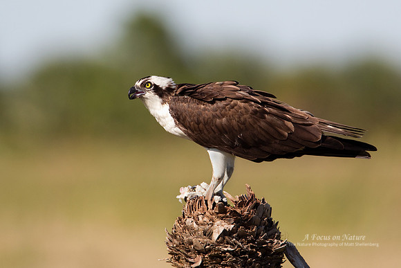 Osprey