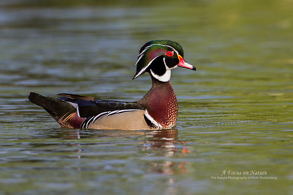 Wood Duck Drake