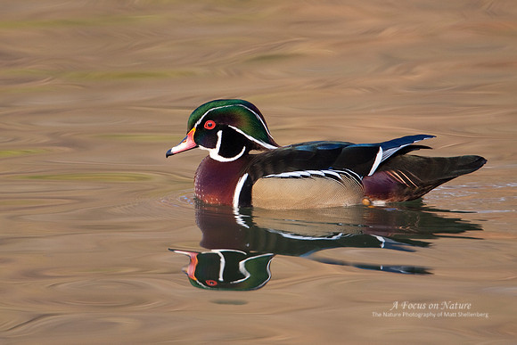 Wood Duck Drake