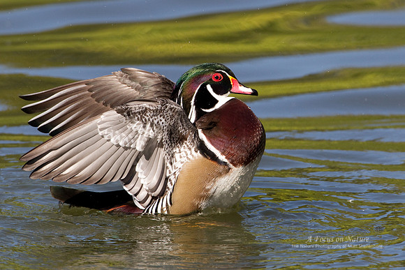 Wood Duck Drake