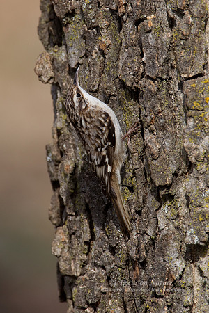 Brown Creeper