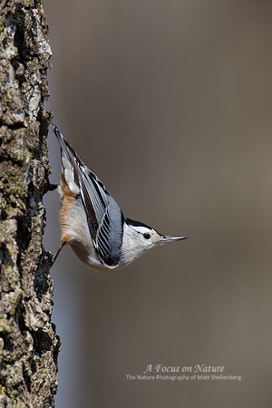 White-breasted Nuthatch