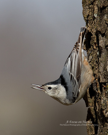 White-breasted Nuthatch