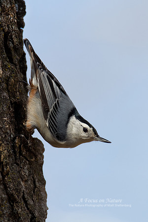 White-breasted Nuthatch