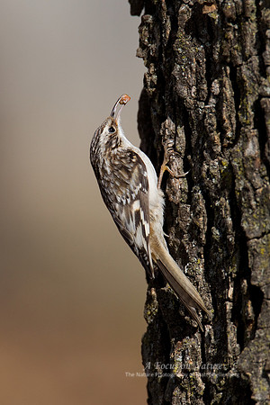 Brown Creeper