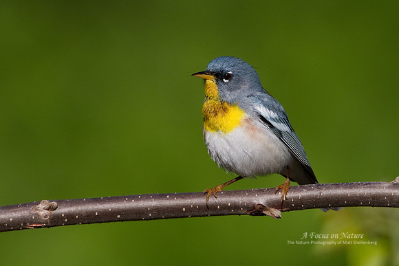 Northern Parula