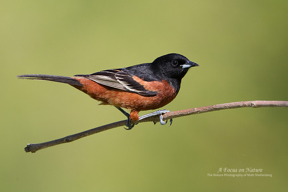 Orchard Oriole - Male