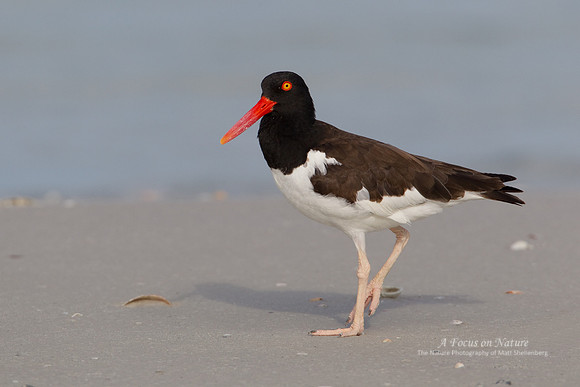 American Oystercatcher
