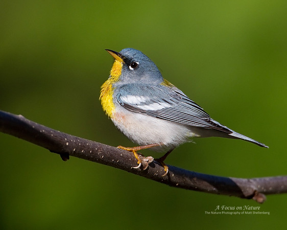 Northern Parula