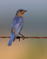 Eastern Bluebird - Male