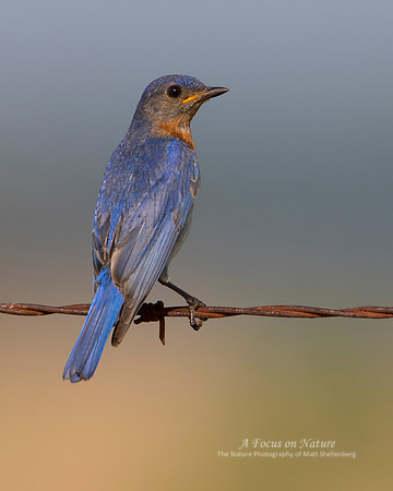 Eastern Bluebird - Male