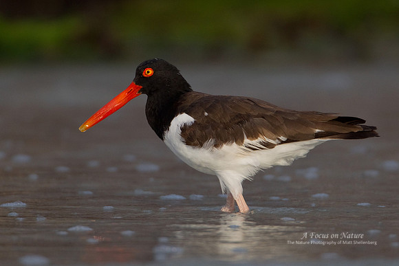 American Oystercatcher