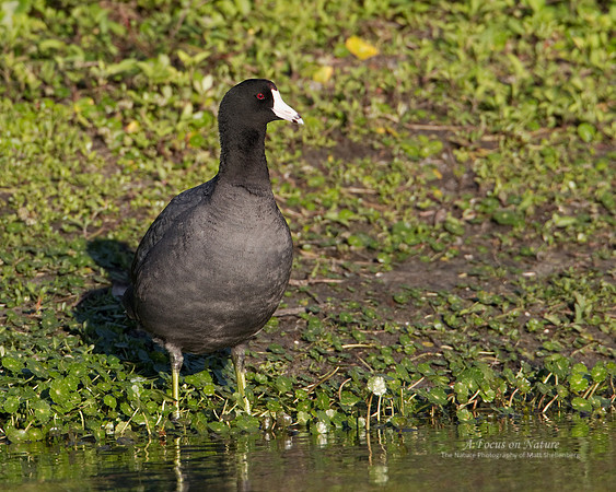 American Coot