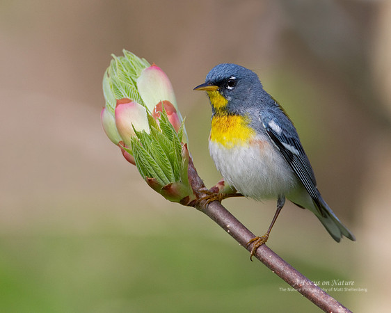 Northern Parula