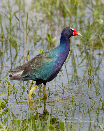 Purple Gallinule