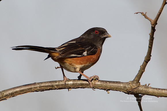 Eastern Towhee - Male