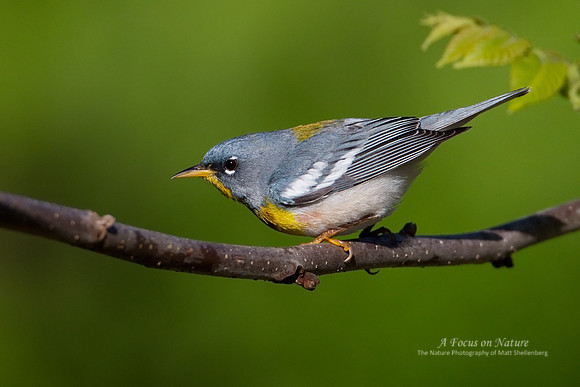Northern Parula
