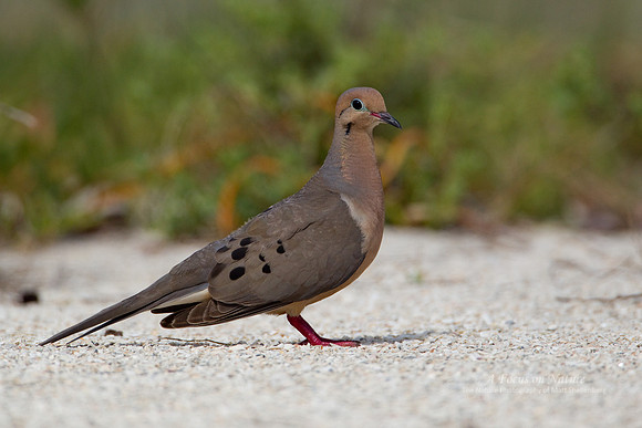 Mourning Dove