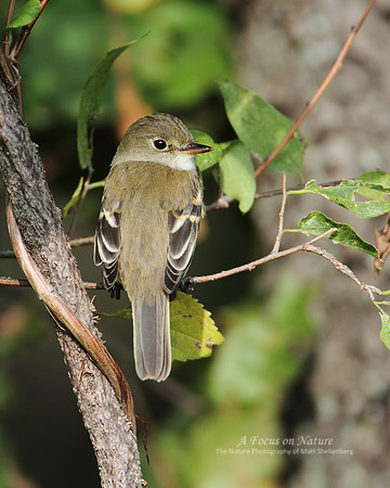 Least Flycatcher
