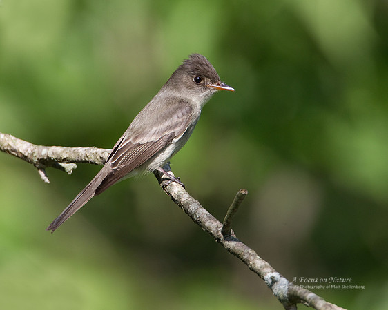 Eastern Wood-Pewee