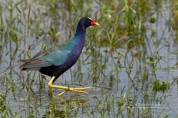 Purple Gallinule