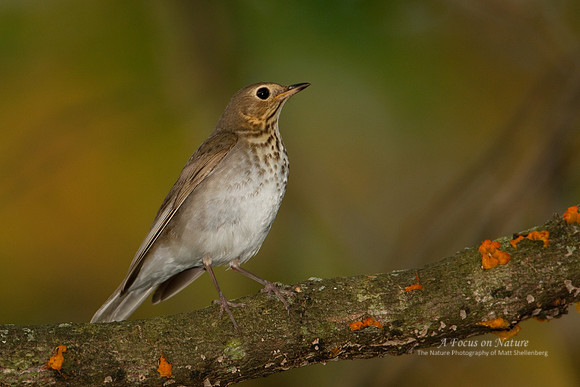 Swainson's Thrush