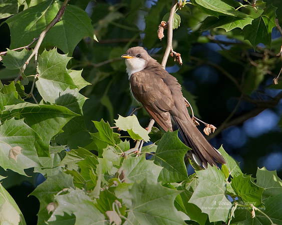 Yellow-billed Cuckoo