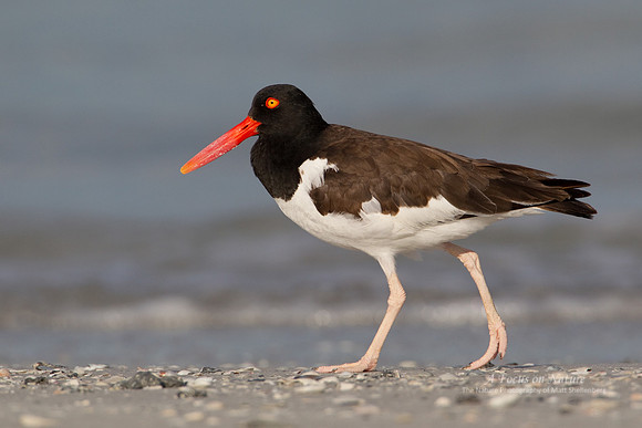 American Oystercatcher