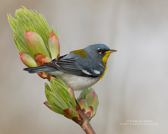Northern Parula