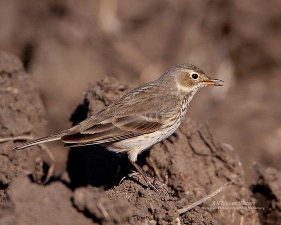 American Pipit