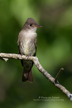 Eastern Wood-Pewee
