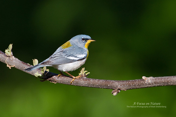 Northern Parula