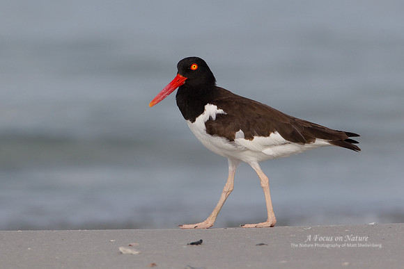 American Oystercatcher